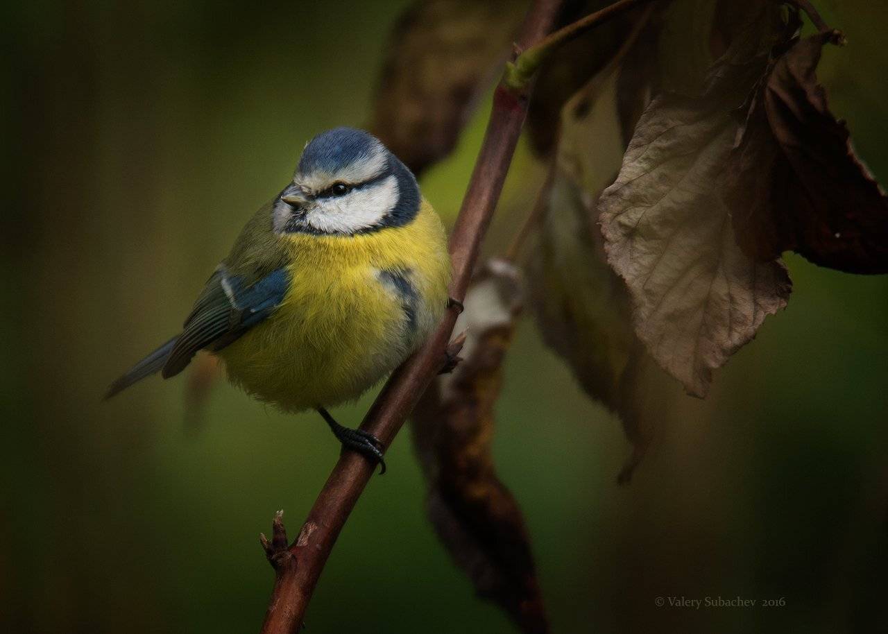 , Валерий Субачев