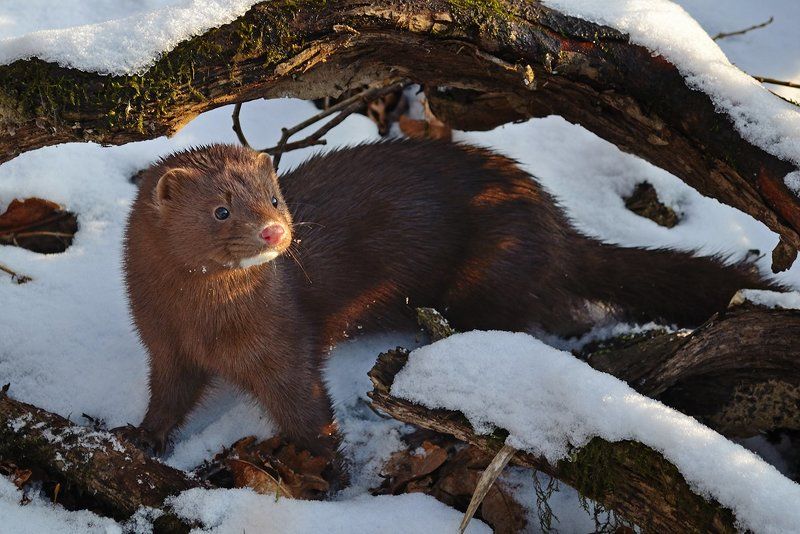 норка, европейская Норка европейская фото превью