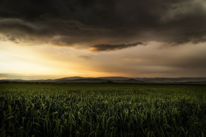 sunset , field , spring , corn , storm , landscape Corn Field фото превью