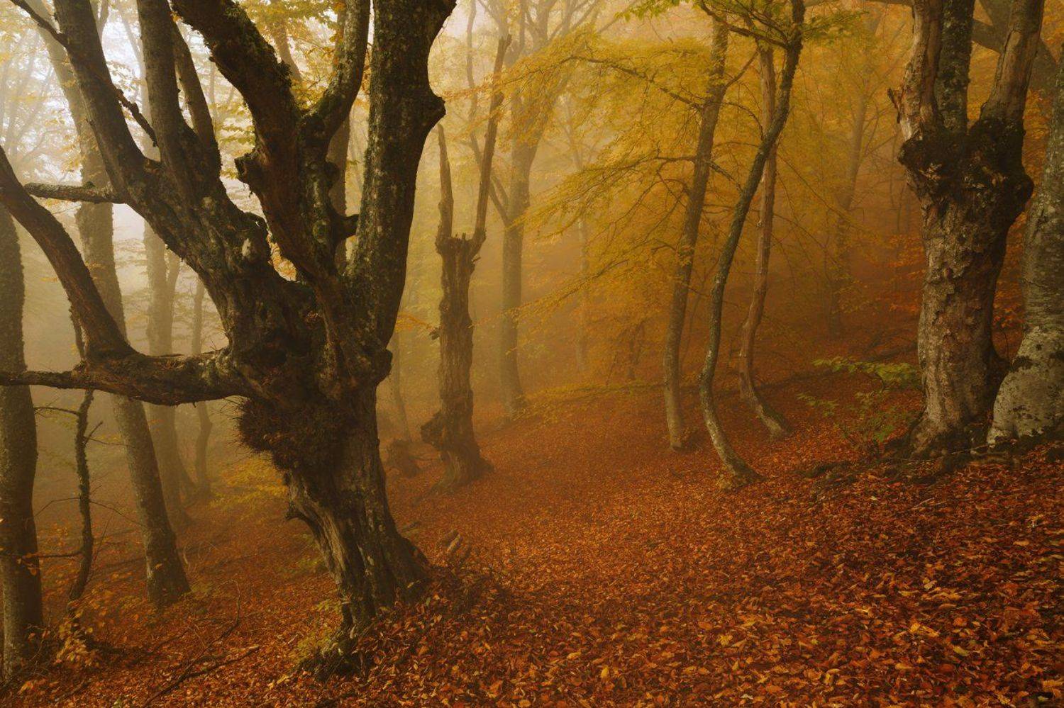 , Бруно Томский