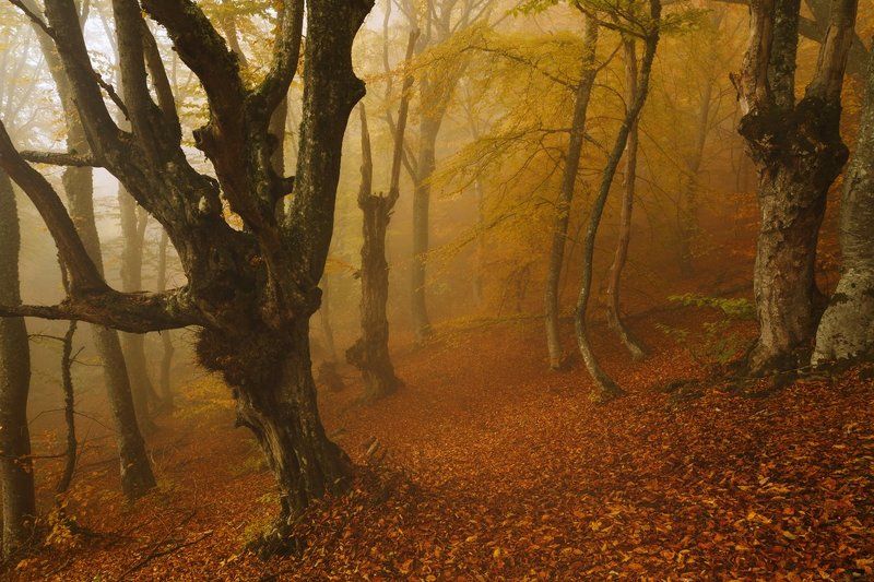 В Лес фото превью