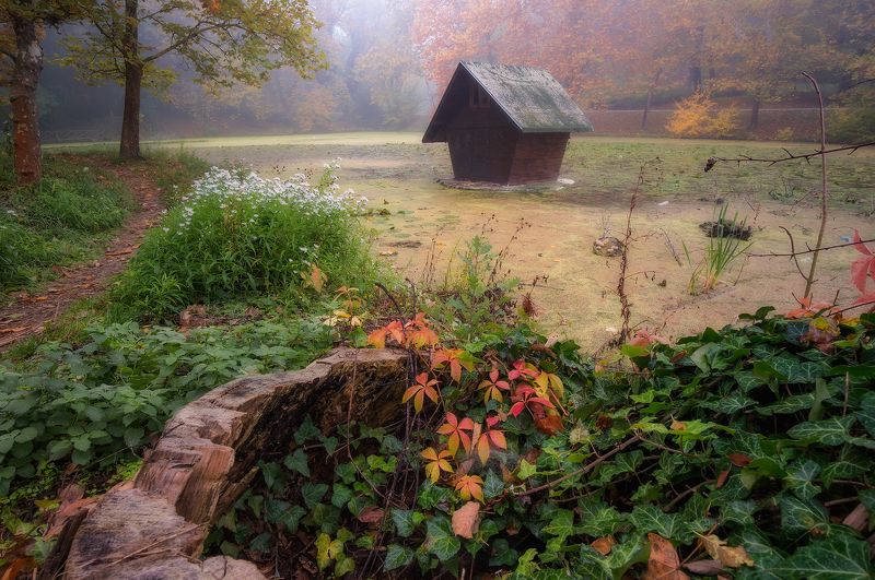 Misty morning фото превью