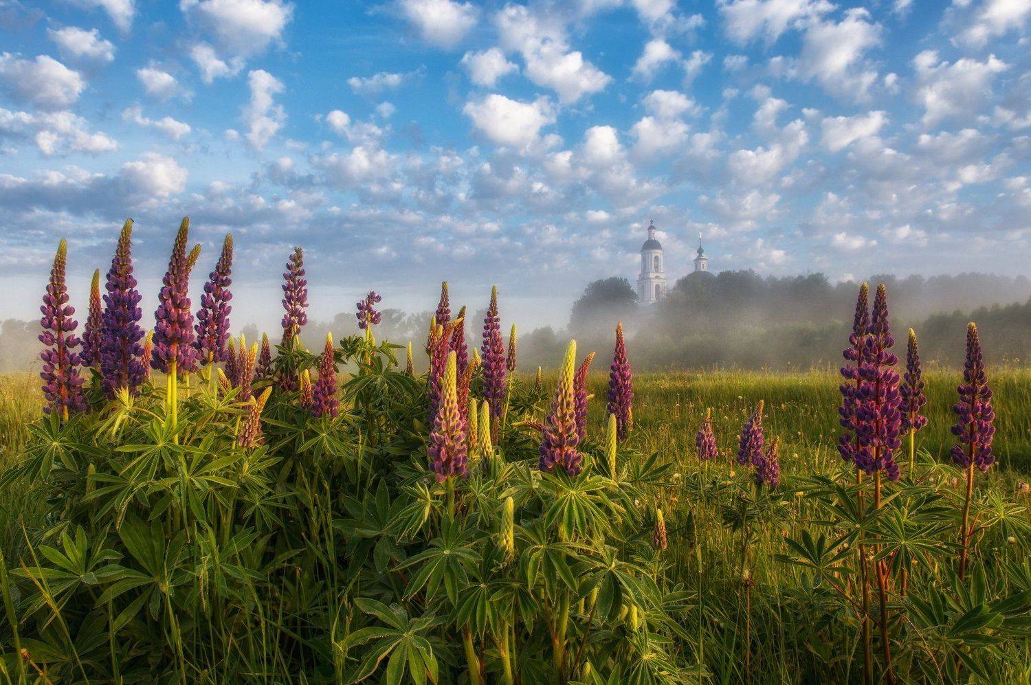 Россия Филипповское лето туман люпины пейзаж природа церковь храм небо облака путешествия дымка деревня село , Сергей Давыдов