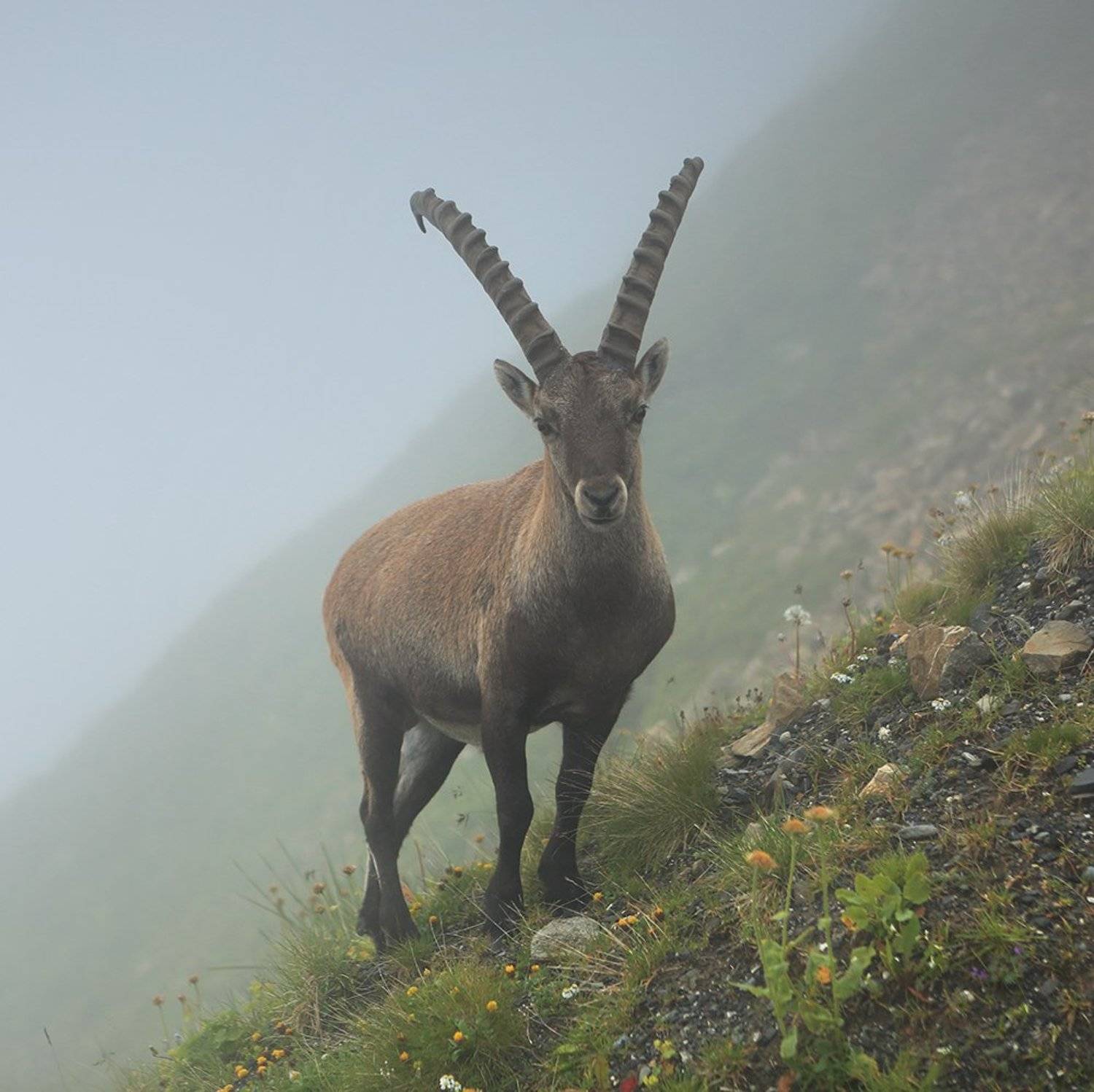 swiss,швейцария, Матвеев Николай