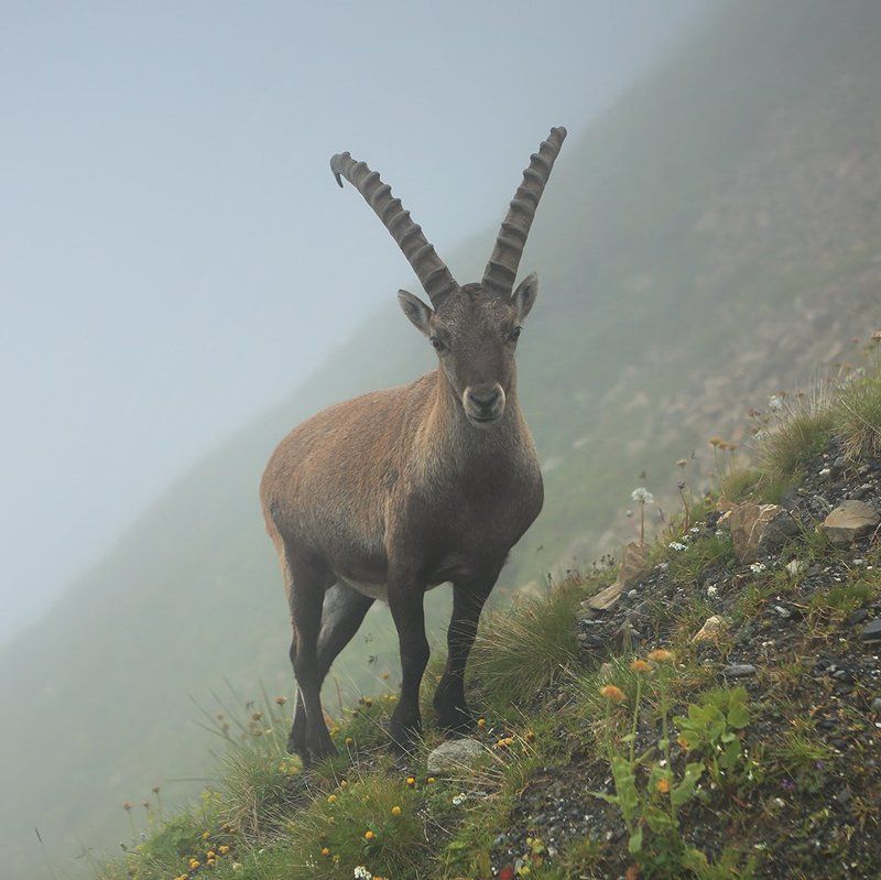 swiss,швейцария Встреча в тумане фото превью
