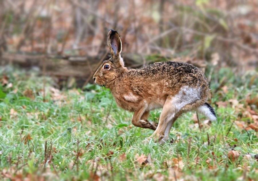 заяц русак,лосиный остров, Михаил Крюков