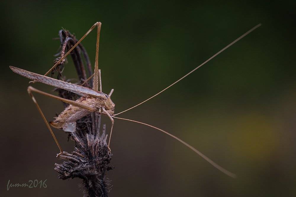 , Игорь ФУММ