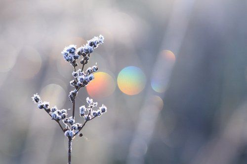 В утренних алмазах