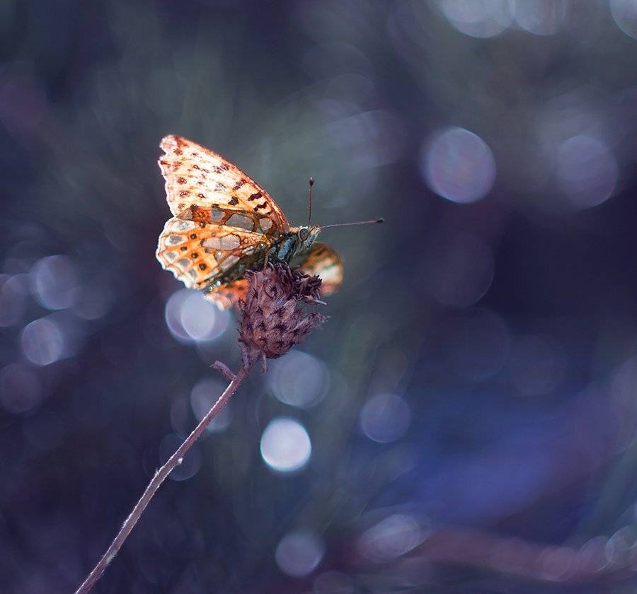 , Pawel Plucinski