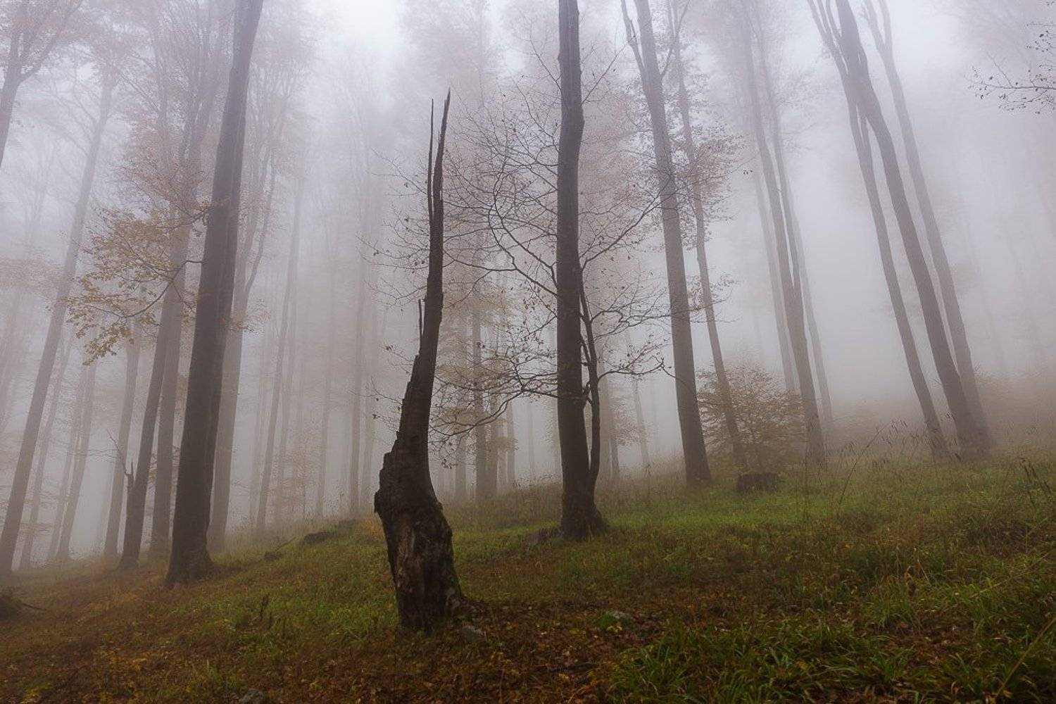 , Ирина Костова