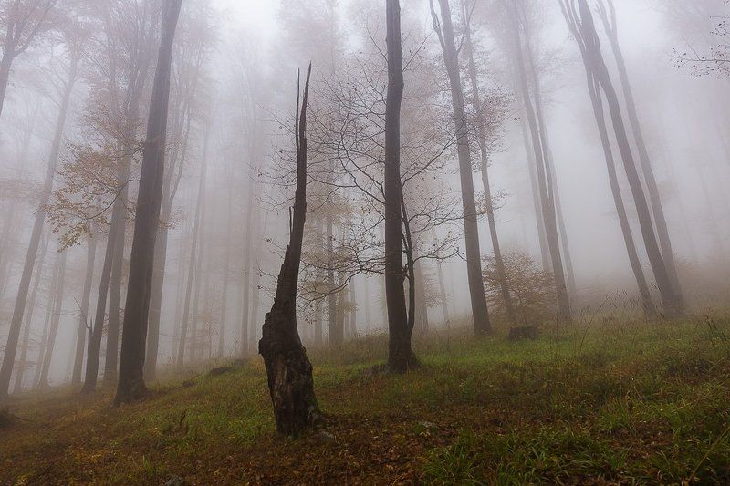 Туманный фото превью