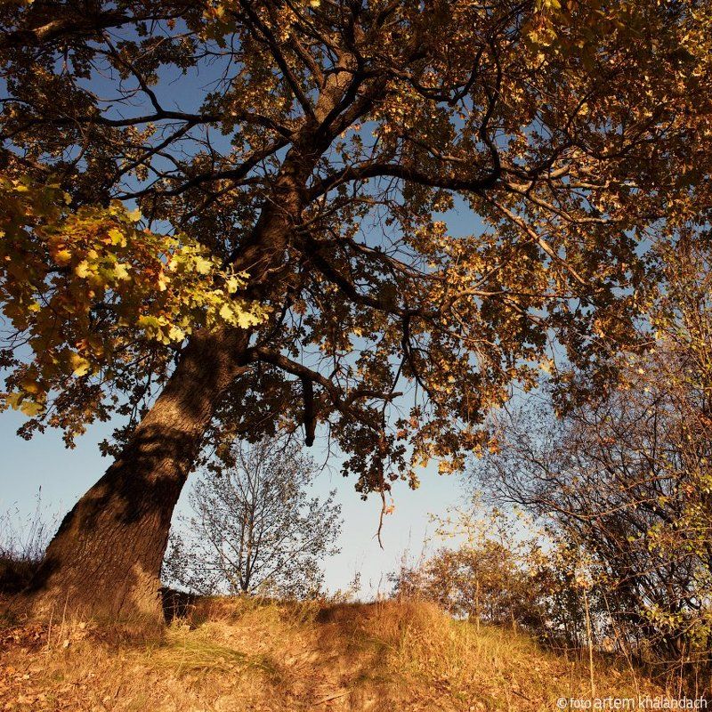 беларусь Дуб приглашает в осень фото превью