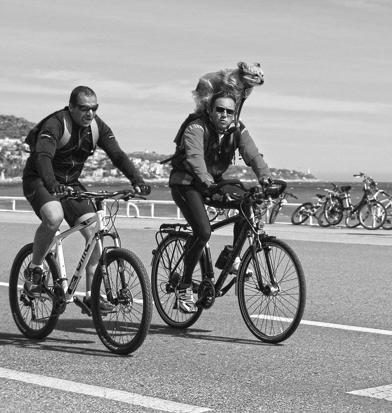 велосипеды, променад, ницца, франция, прогулка, люди, собака, ветер, ALLA SOKOLOVA