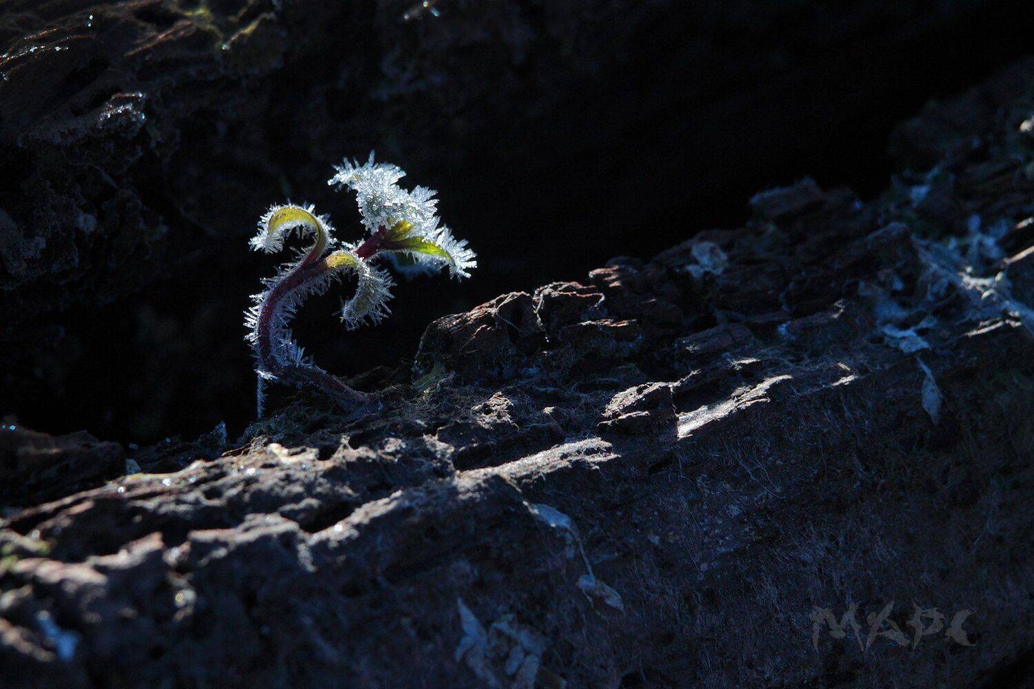 макро октябрь заморозки  иней, Шангареев Марс