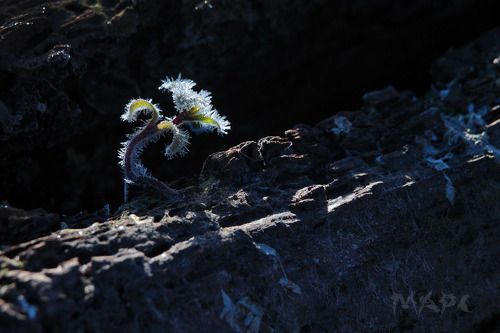 Несдающийся