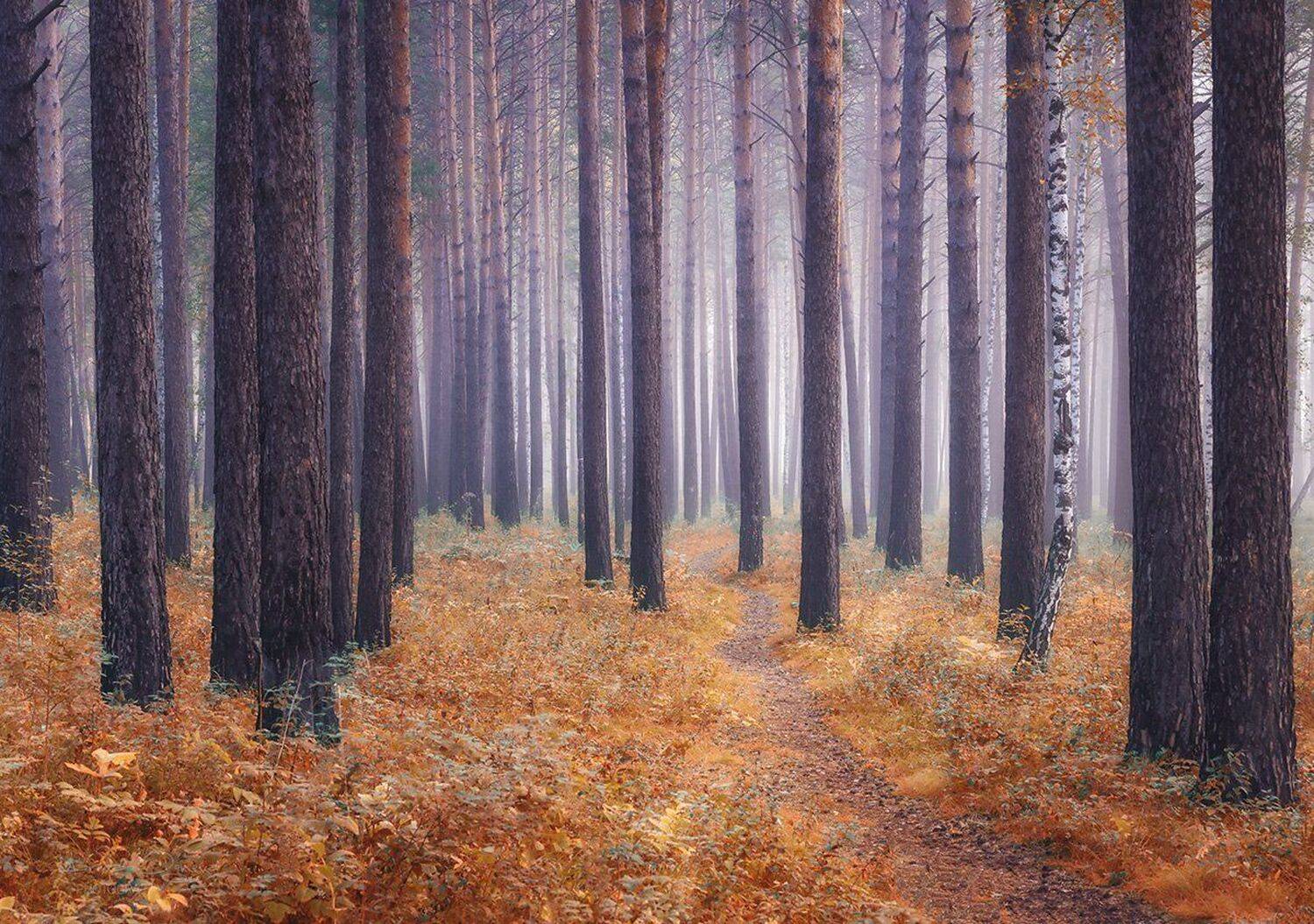 лес, осень, туман, деревья, Марина Огнева