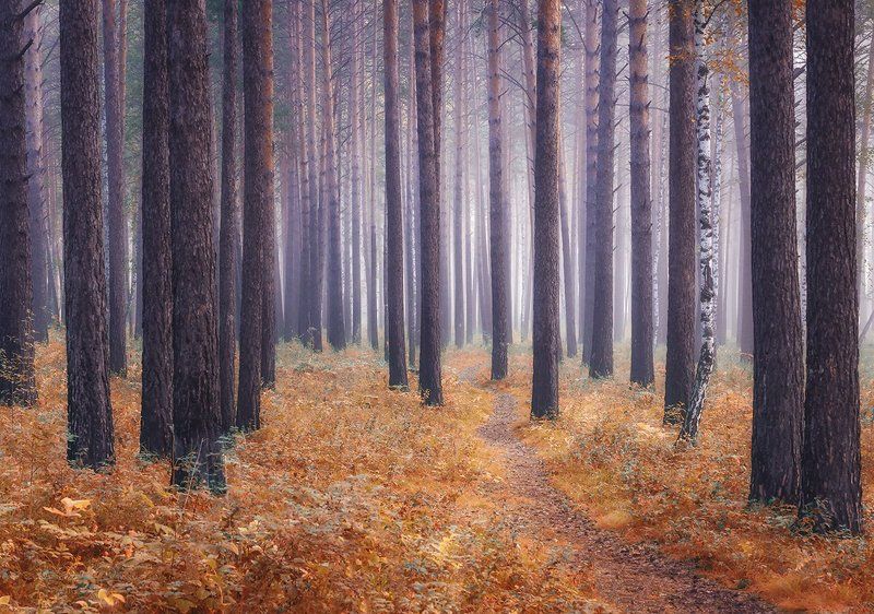 лес, осень, туман, деревья Сказочный лес фото превью