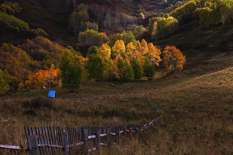 Алтайский  фото превью