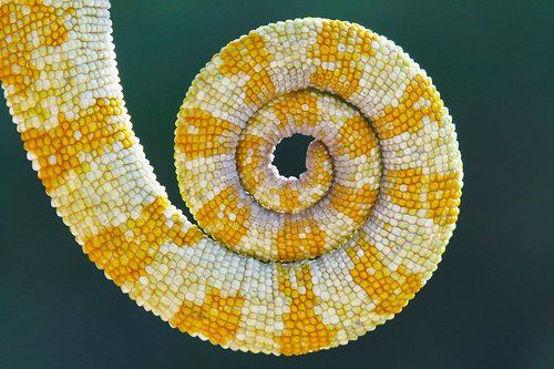 tail of a chameleon
