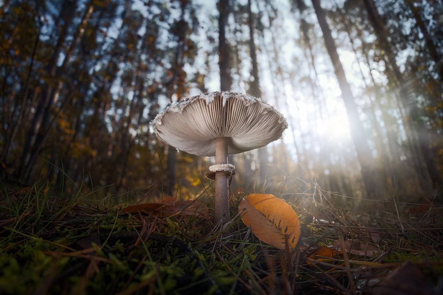 mashroom, macro, wildlife, forest, Wojciech Grzanka
