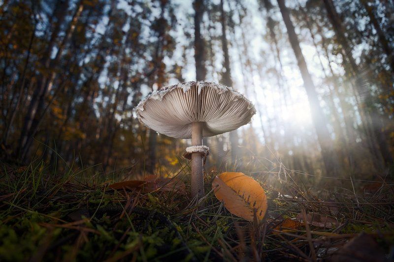 Under the mushroom