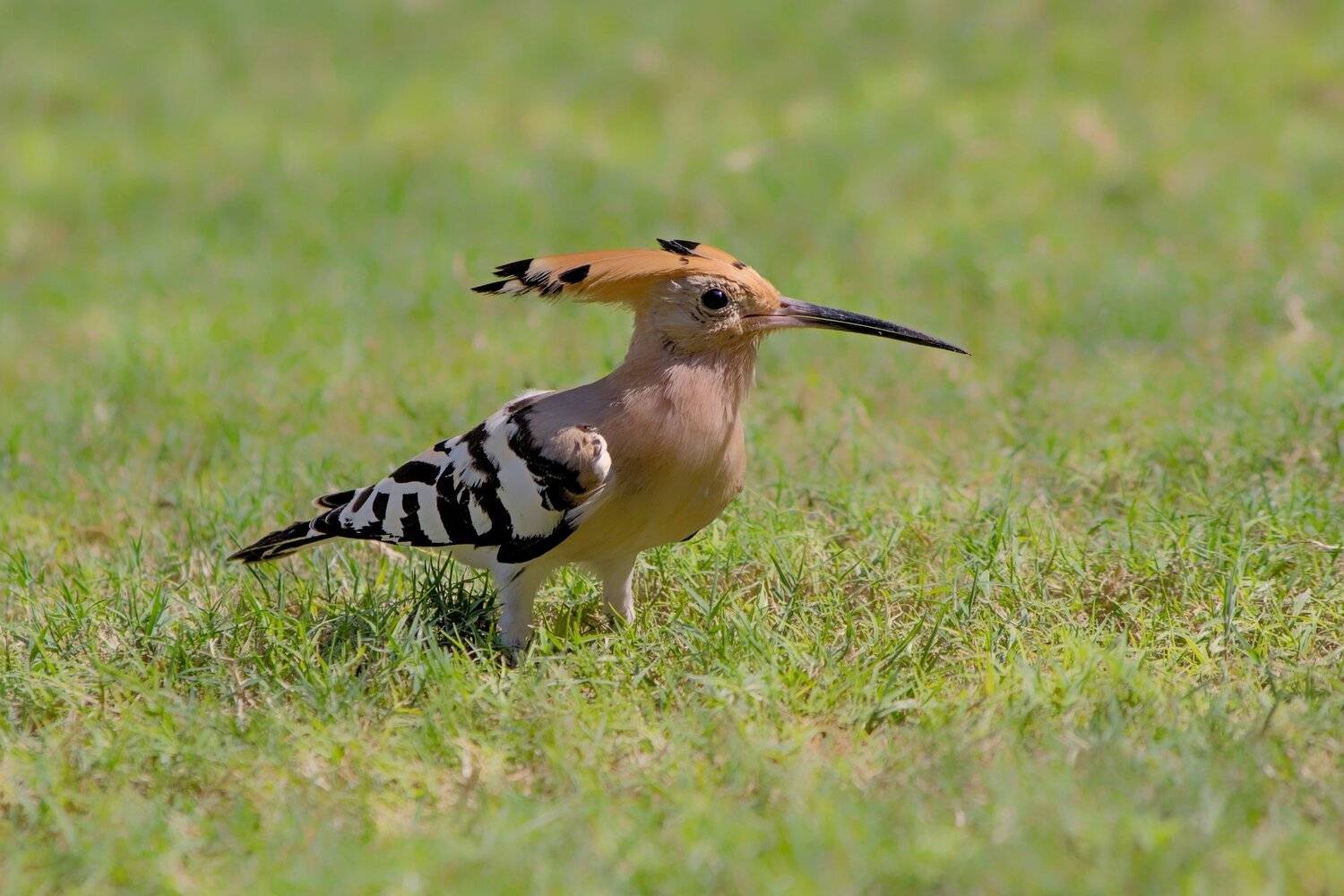 birds,animals,, Jacek