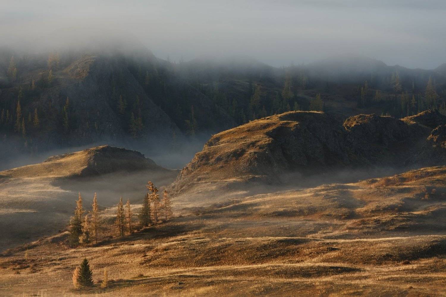 , Бруно Томский