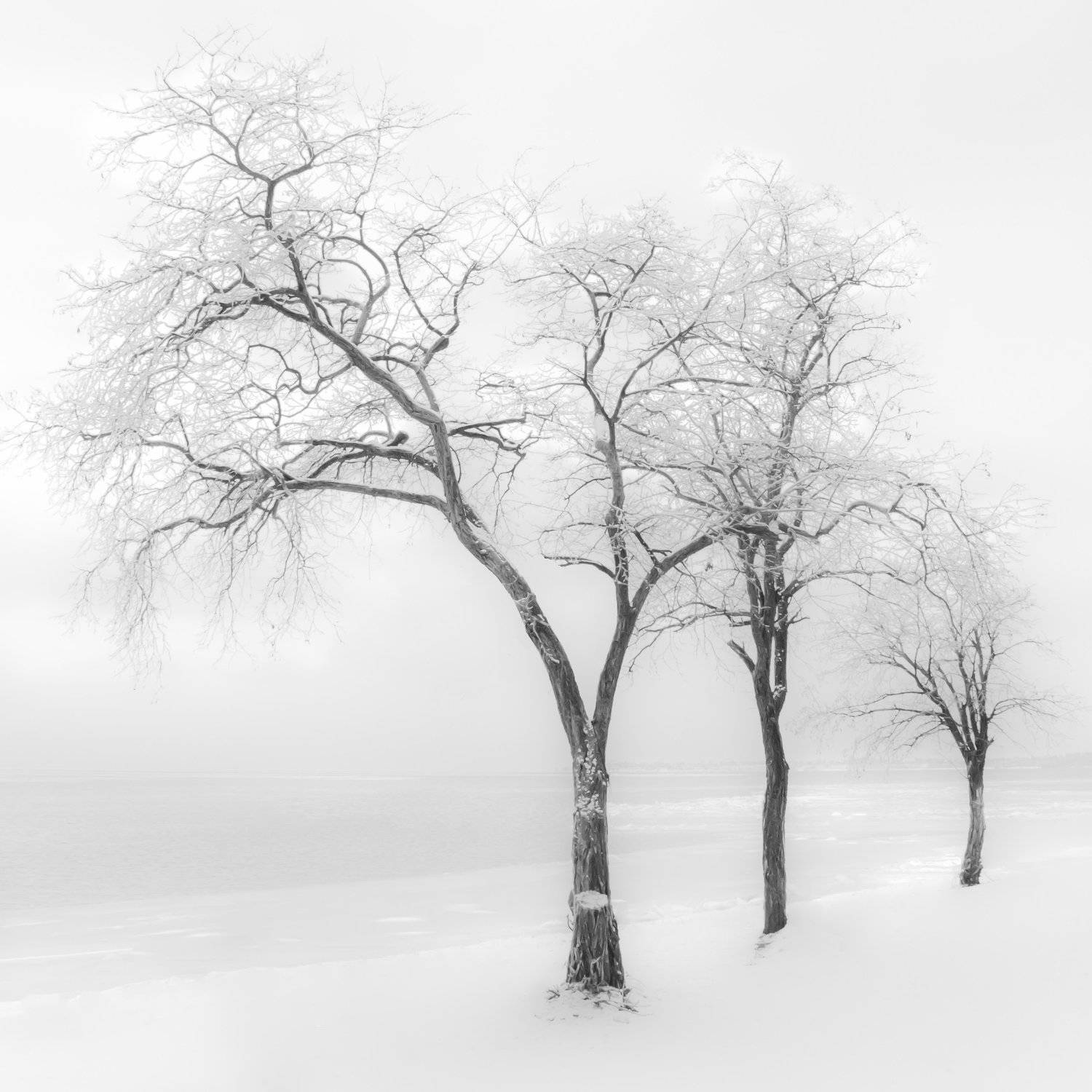 Зима, деревья, снег, минимализм, квадрат, Юрий Пужалин