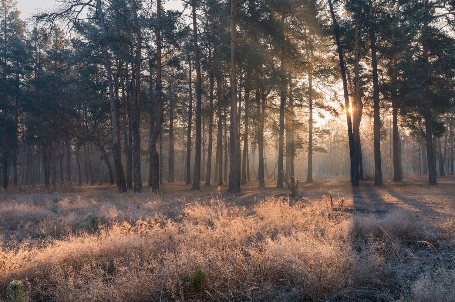, Галанзовская Оксана