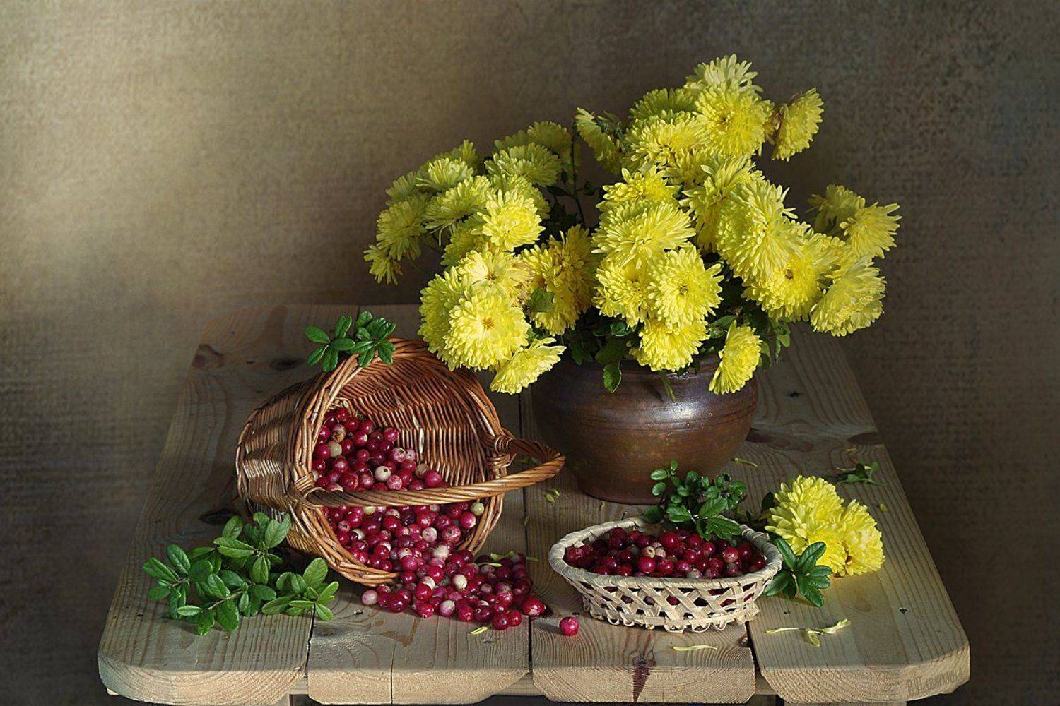 натюрморт ,клюква ,хризантемы ,в.павлухина, Вера Павлухина