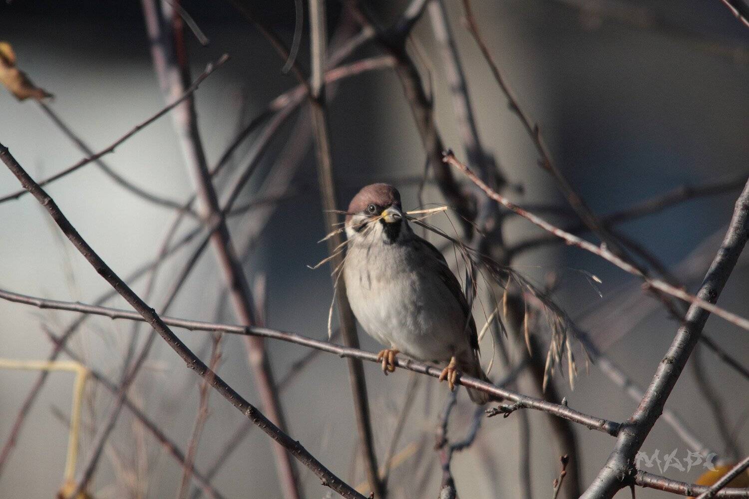 животные птицы полевой воробей октябрь, Шангареев Марс