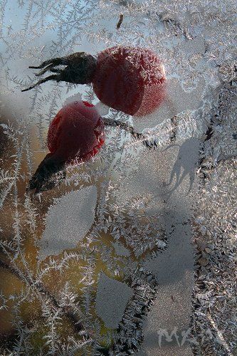 Первыйе заморозки 2