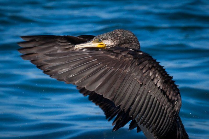 птица, фото, баклан, природа, животные, крыло, море Откуда берется ветер фото превью