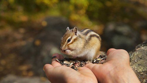 Про бурундуков! 