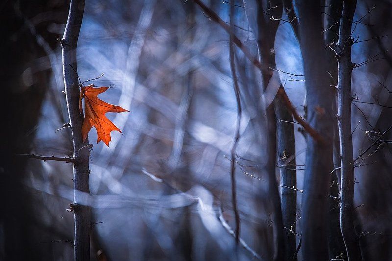 Я как осенний лист,лечу куда лишь ветер знает... фото превью