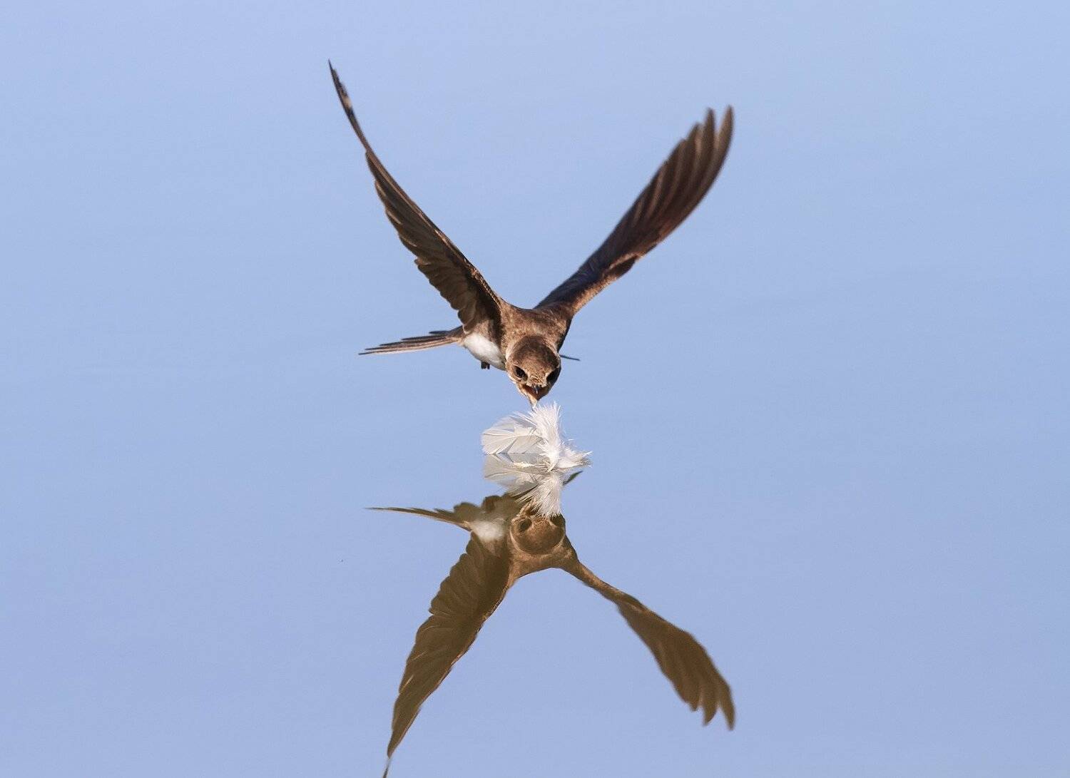 ласточка, Наталья