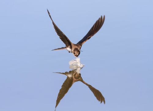 наперегонки с отражением