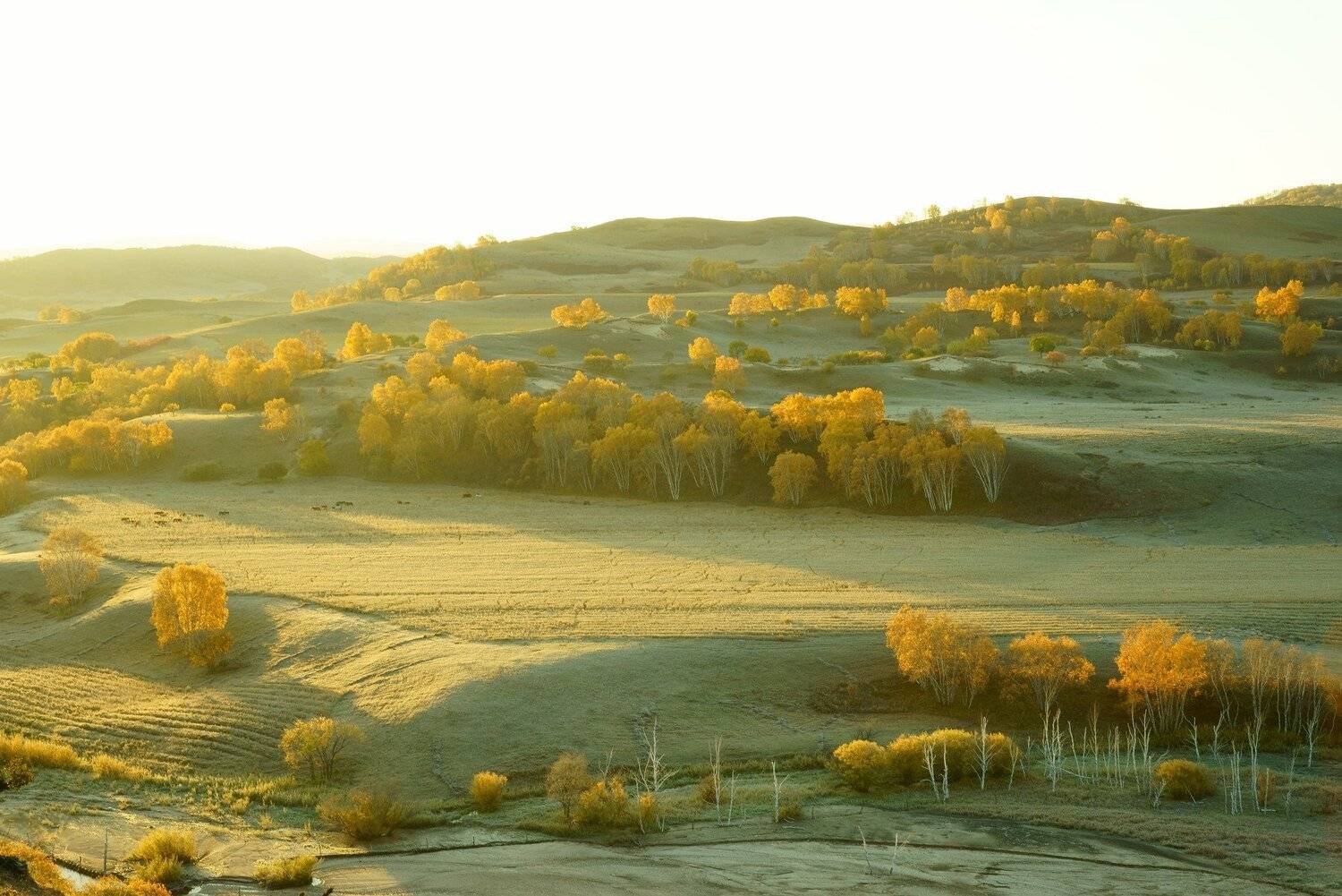 asia,china,neimenggu,basang,morning,sunlight,birch,tree,autumn,field,plateau,mountain,, Shin
