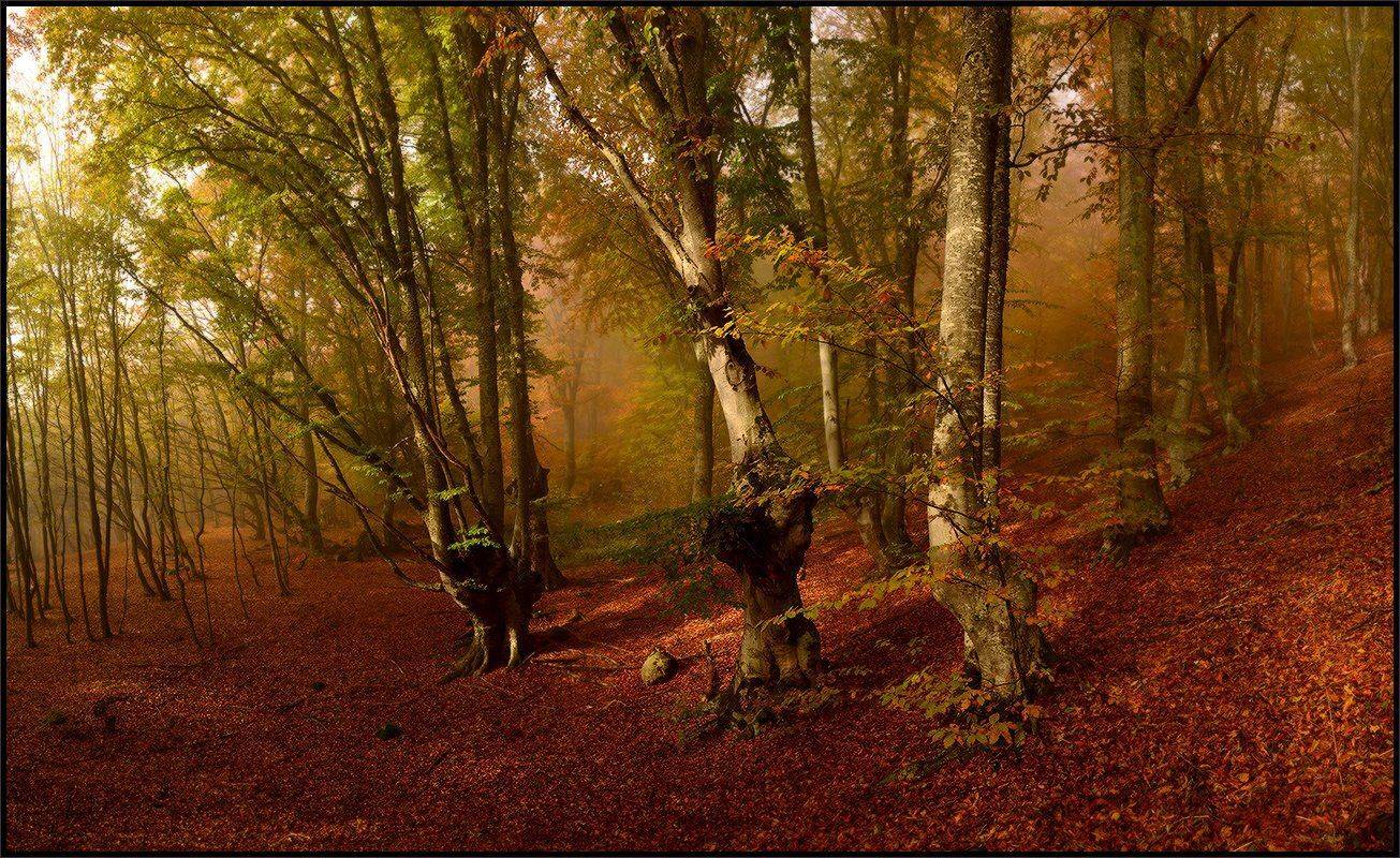 , Владимир Метцгер