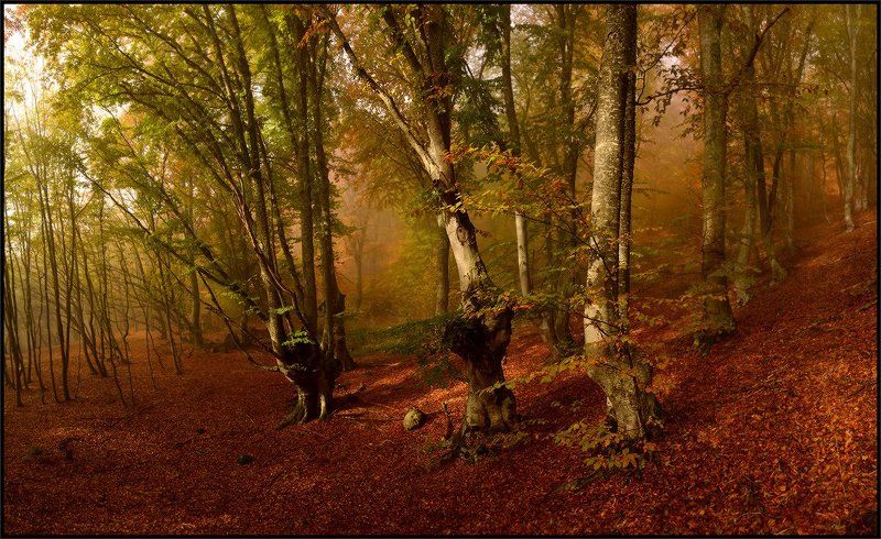 Тумана ускользающее послевкусие ... фото превью