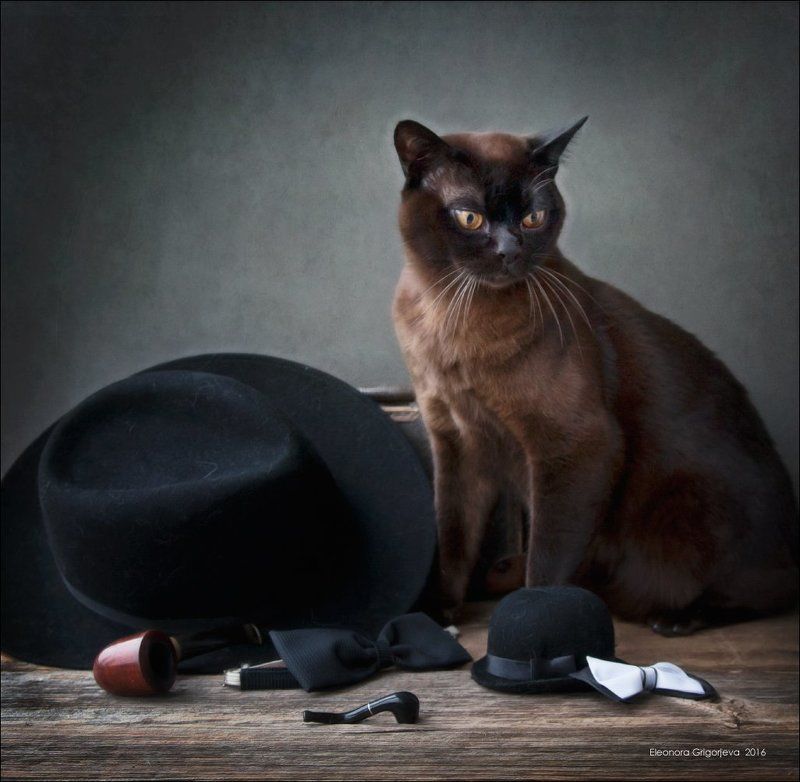 бурма, галстук-бабочка, гортензия, кот, натюркотики, танго, трубка, шляпа Смуглый мачо фото превью