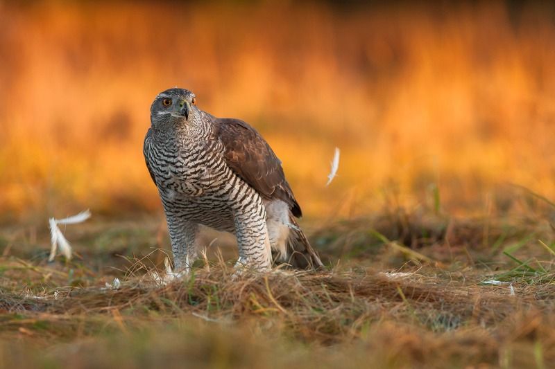 Jastrząb gołębiarz (Accipiter gentilis) фото превью