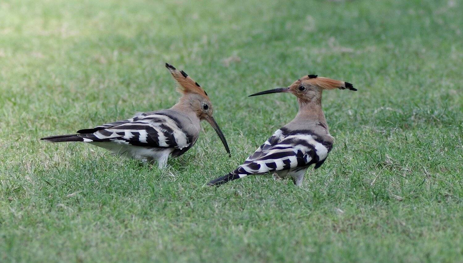 birds,animals,, Jacek