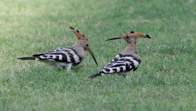 birds,animals,  фото превью