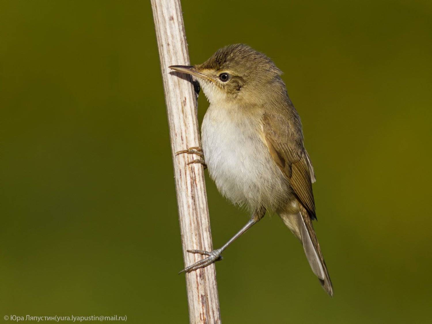 камышевка,, Ляпустин Юрий