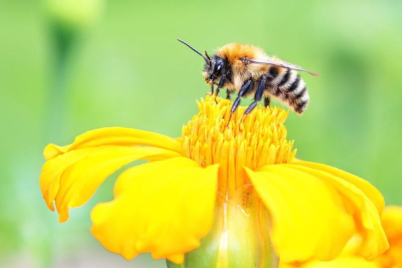 К взлету готова! фото превью
