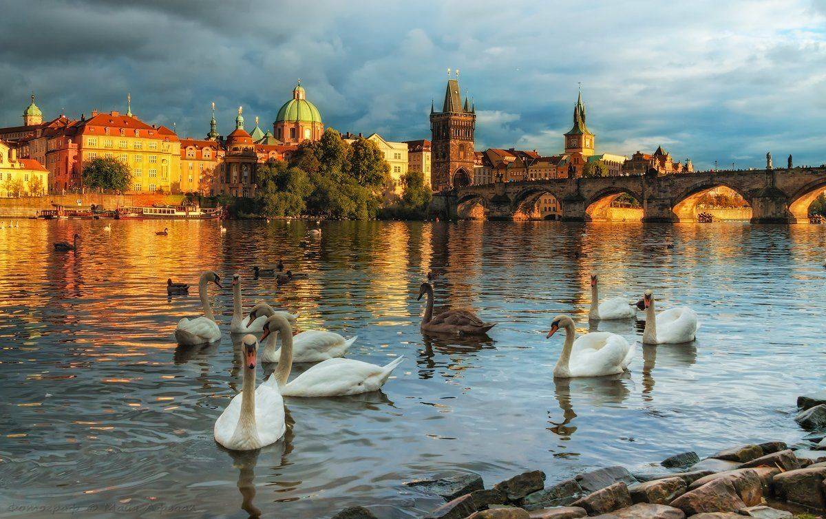 Прага, лебеди, Майя Афзаал