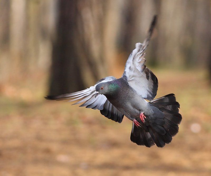 в полёте фото превью