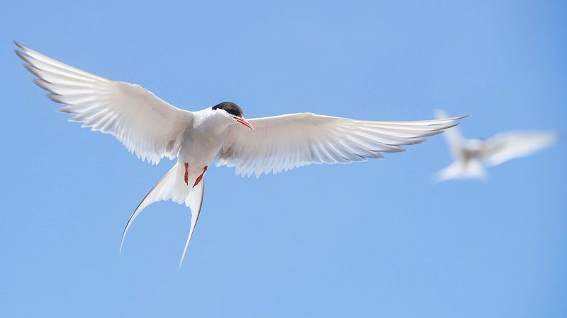 крачка,птицы,животные,полярная крачка,фотоохота,tern,arctic tern,wild birds Легкость фото превью