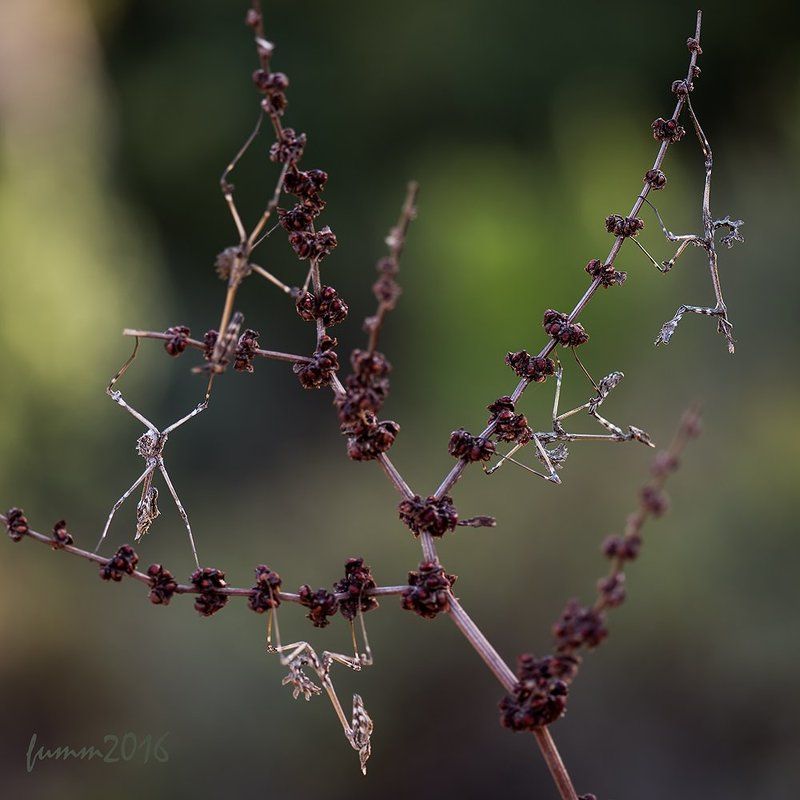КАНДЕЛЯБР ГАЛИЛЕЙСКИЙ  фото превью